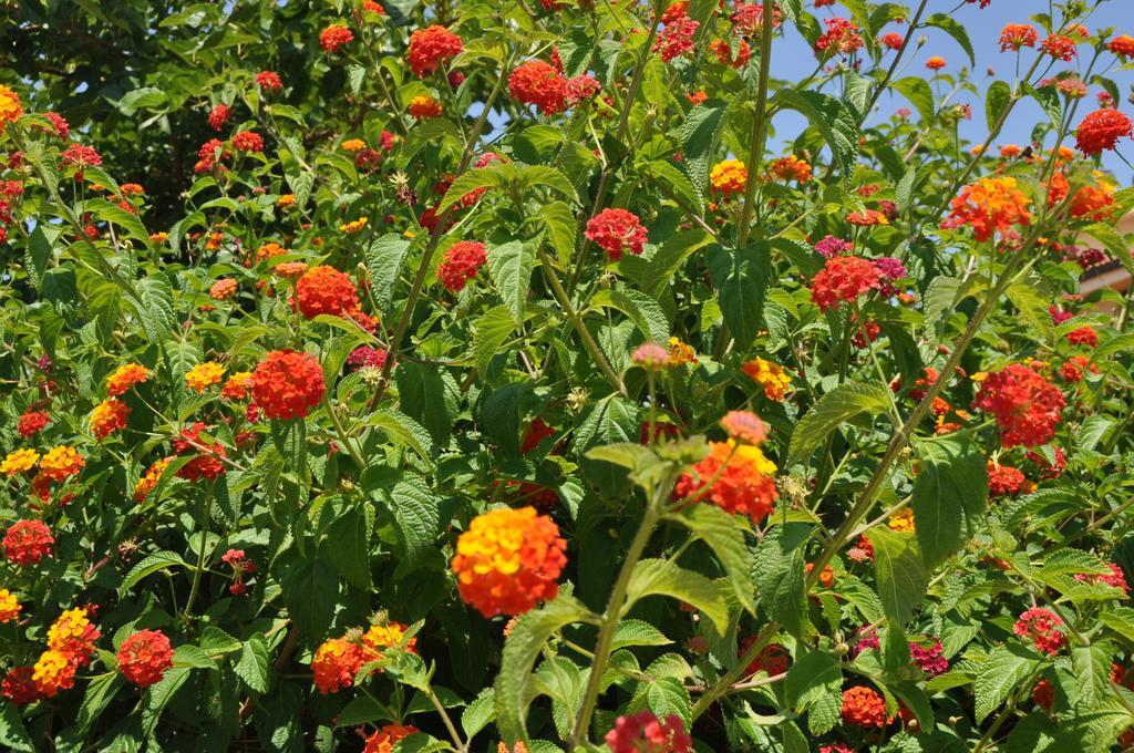 לצ'ה Bed & Breakfast Giardini Di Marzo מראה חיצוני תמונה
